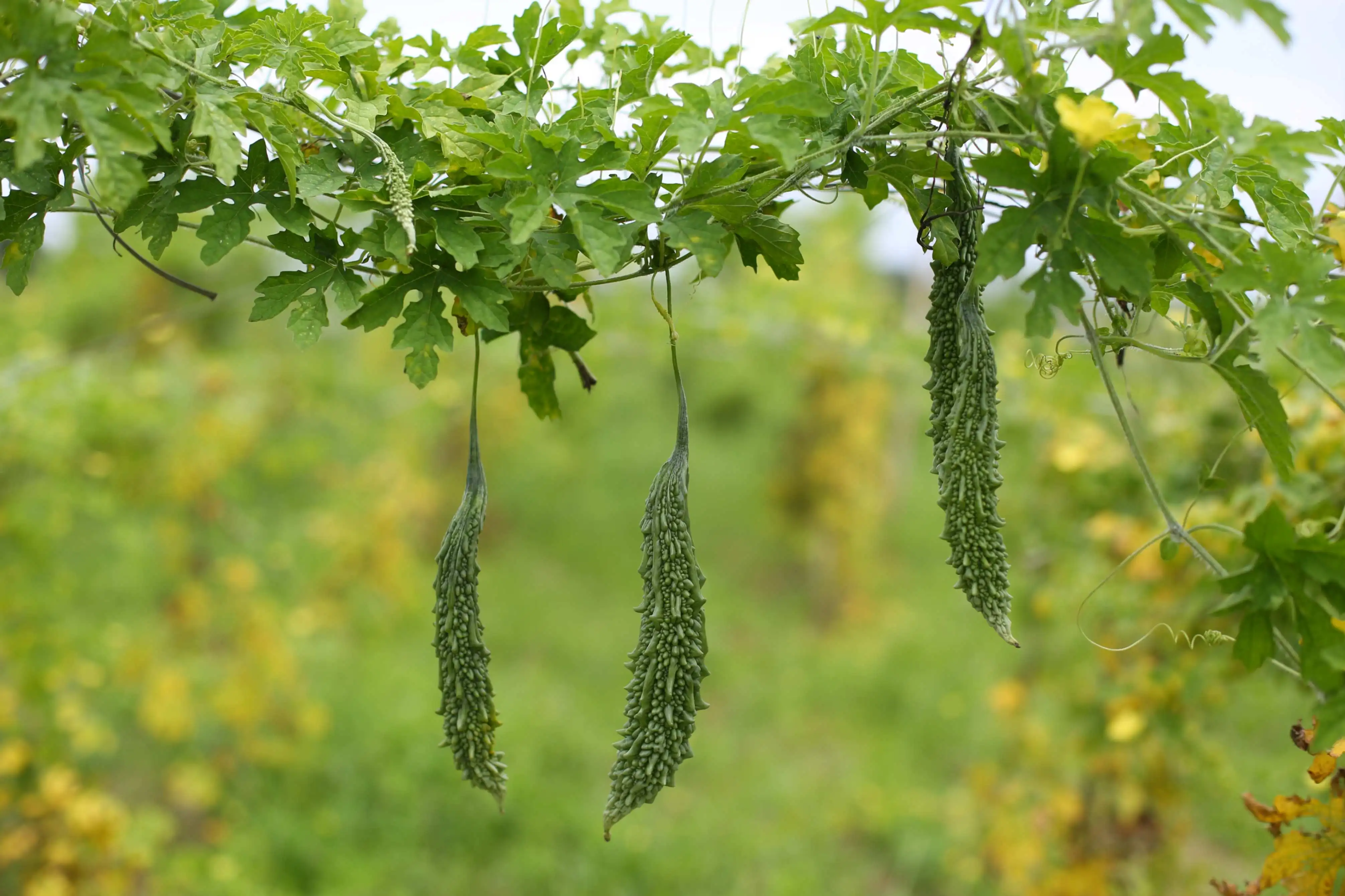 Fresh bitter gourds hanging from a vine in the farm.