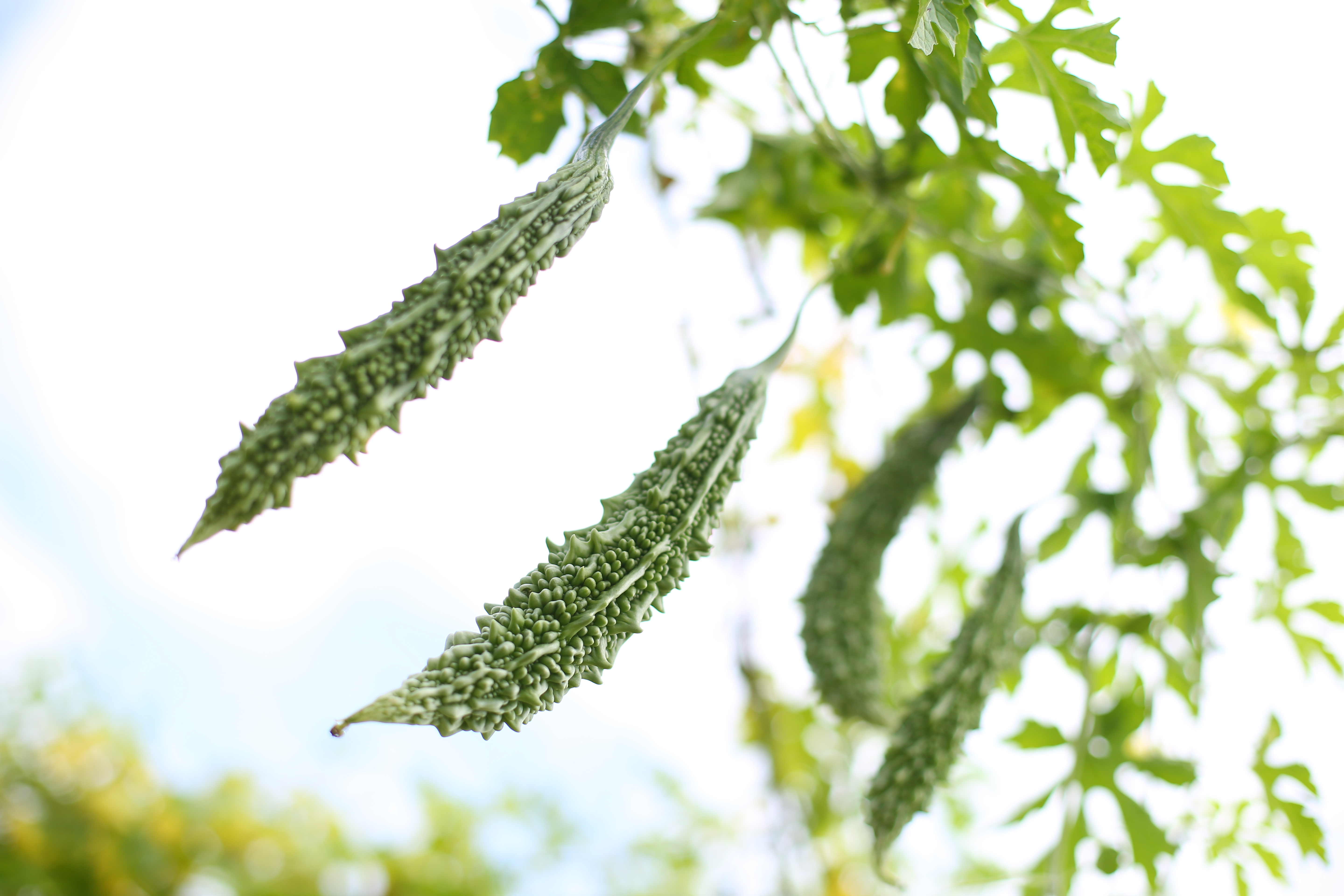 Close-up of organic bitter gourds growing in the field.