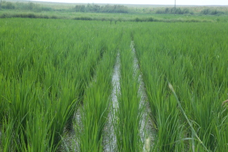 Lush green rice paddy fields at Farm Natura.