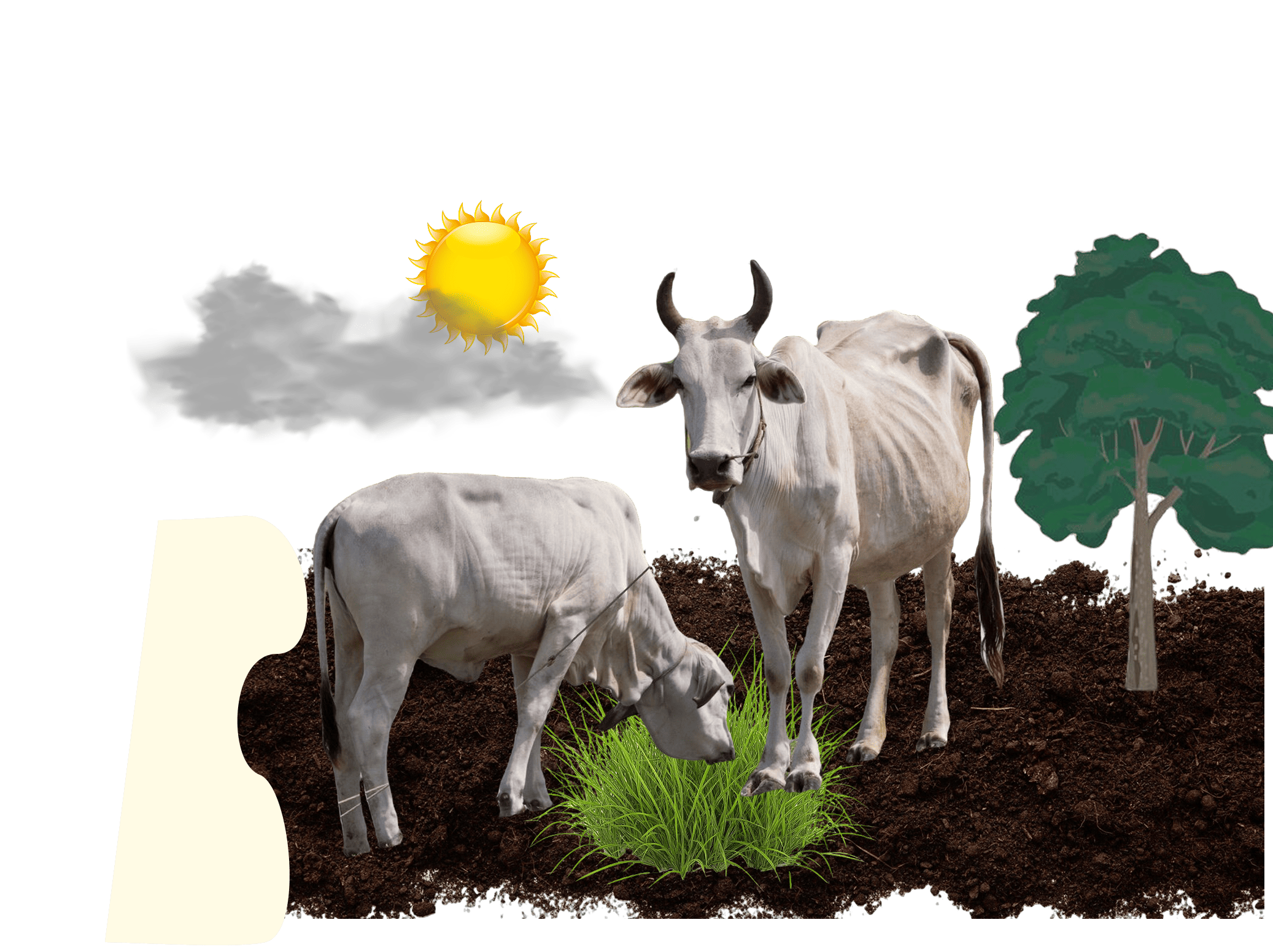Cow