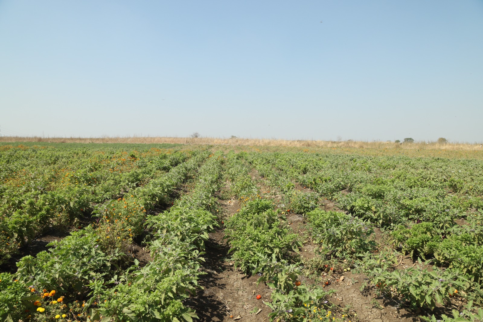 Farm Lands in Hyderabad