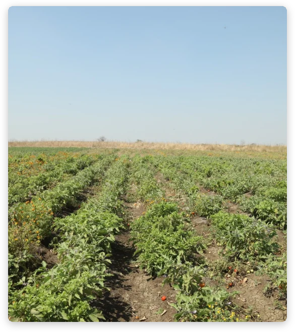 Farm Land