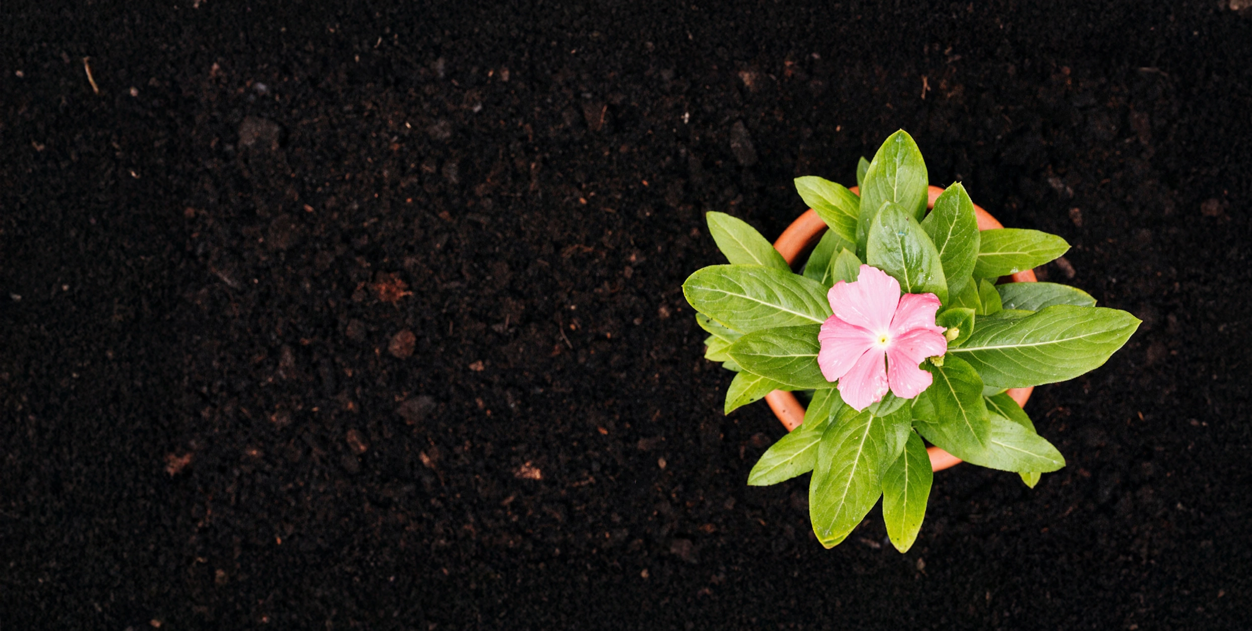 Chemical-Free Living